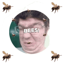 Bees Matthew Nagy GIF