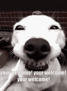 Your Welcome Funny GIF - Your Welcome Funny Your So Funny Dog GIFs