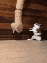 a cat is standing on its hind legs next to a person 's leg .