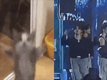 a cat is standing in a room next to a group of people .