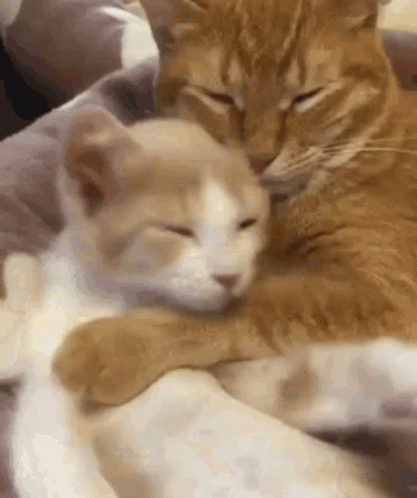 Animals Cute GIF - Animals Cute Cats - Discover & Share GIFs