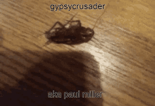 Gypsycrusader Paul Miller GIF - Gypsycrusader Paul Miller Gypsy GIFs