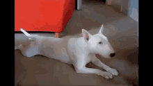 a white bull terrier dog is laying on the floor in a living room .