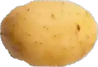 a potato with a lot of brown spots on it on a white background