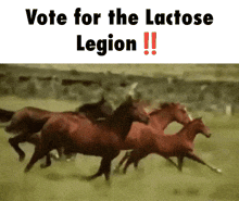 a group of horses running in a field with the words vote for the lactose legion written above them