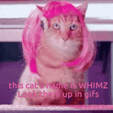 Whimz Whimsiez GIF - Whimz Whimsiez Pink Cat GIFs