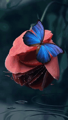 Papillon Flower GIF - Papillon Flower Red Rose GIFs