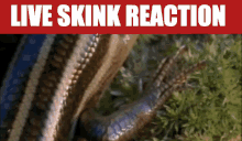 Skink Reaction Live Skink Reaction GIF - Skink Reaction Live Skink Reaction Lizard Reaction GIFs