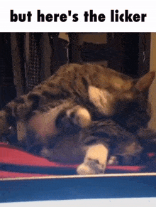 But Here'S The Licker GIF - But Here'S The Licker Cats GIFs