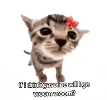 a kitten with a red bow on its head .