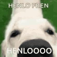 Doggo Henlo Fren GIF - Doggo Henlo Fren Fren GIFs