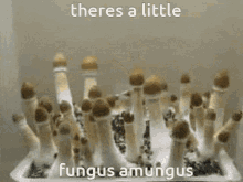 Fungus Among Us GIF - Fungus Among Us Amungus GIFs