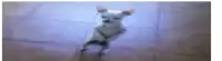 a small white dog is standing on its hind legs .