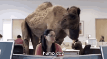 Hump Day  GIF - Hump Day Camel Geico GIFs