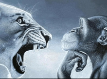 a lion and a chimpanzee are looking at each other with their mouths open