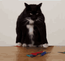 Cat Lasers GIF - Cat Lasers Eye GIFs