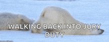 Dragging Polar Bear GIF