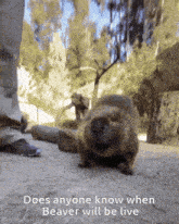 a picture of a beaver with the caption does anyone know when the beaver will be live