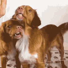 Bonding Tongue Out GIF - Bonding Tongue Out Dogs GIFs