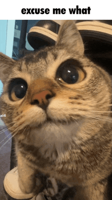a close up of a cat with the words excuse me what below it