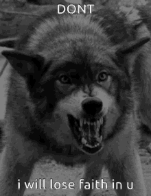 Wolf Angry Wolf GIF