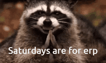 Saturday Raccoon GIF - Saturday Raccoon Hehe GIFs