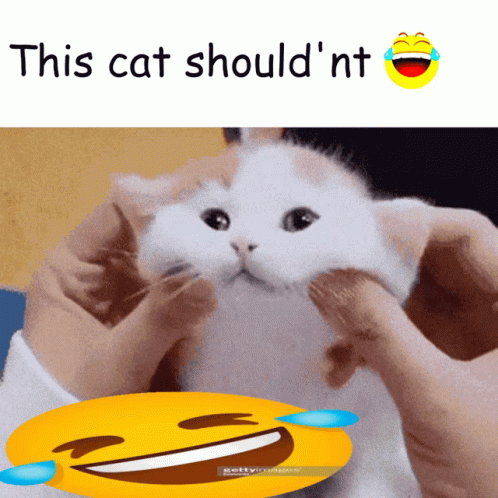 Funny Cat Silly Little Kitty GIF - Funny Cat Silly Little Kitty Horrors Beyond Understanding - Discover & Share GIFs Funny Cat Silly Little Kitty GIF - Funny Cat Silly Little Kitty Horrors Beyond Understanding - Discover & Share GIFs