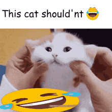 Funny Cat Silly Little Kitty GIF - Funny Cat Silly Little Kitty Horrors Beyond Understanding GIFs