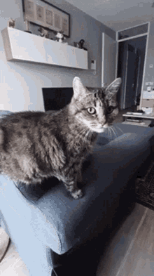 Lenneke Kat GIF - Lenneke Kat Cat GIFs
