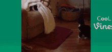 Cat Ambush GIF - Cat Ambush Towel GIFs