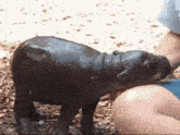 a person is petting a baby hippopotamus on the ground .