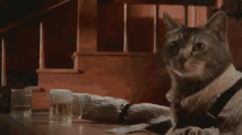 Cats Drink GIF - Cats Drink Beer GIFs