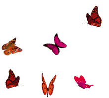 borboletas fly