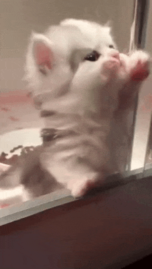 a white kitten is playing with a toy in a cage .