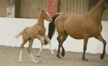 a brown horse and a brown foal are running in a ring