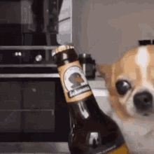 Doge Beer GIF