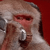 Monkey On A Phone Hamadryas Baboon GIF - Monkey On A Phone Hamadryas Baboon Papio Hamadryas GIFs