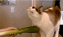 And On The 8th Day God Tickled A Cat With A Leek. GIF