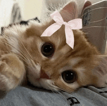 a cat wearing a pink bow on its head