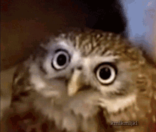 Owl Hat GIF - Owl Hat Stare GIFs