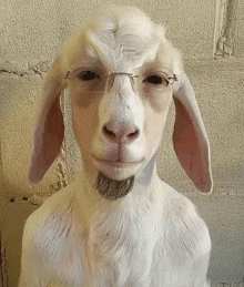 a goat wearing glasses and a beard is looking at the camera