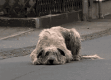 Dog Bored GIF - Dog Bored Glimps GIFs