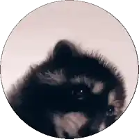a close up of a black and white cat in a circle