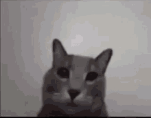 Cat Shows Fuck GIF - Cat Shows Fuck GIFs