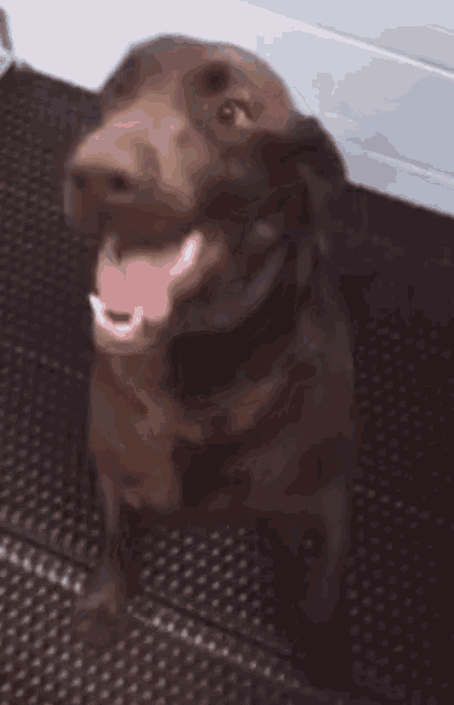 Pixilart - Puppy Gif by Miss-Pitbull