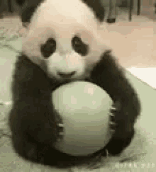 dont touch panda