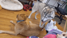 Dogs Dogs Playing GIF - Dogs Dogs Playing Slap GIFs