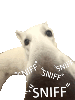 a picture of a white dog with sniff written on it