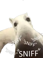 a picture of a white dog with sniff written on it
