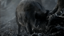 a wild boar is eating a tree branch in a forest